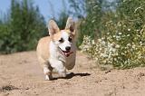 CORGI PEMBROKE 042